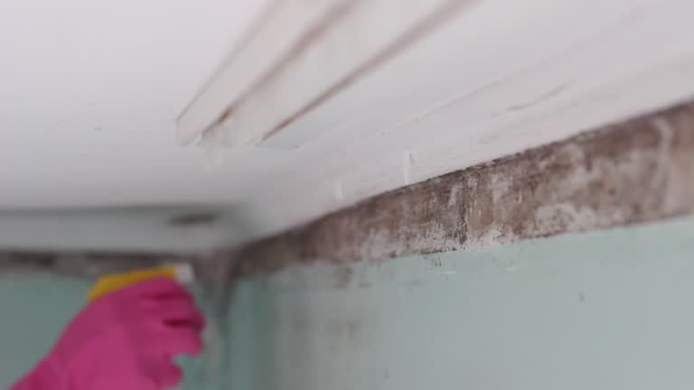 Best Crawl Space Mold Remediation  in Garland, TX